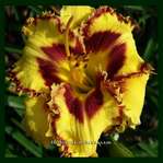 �������� WICKEDLY WILD AND WONDERFUL