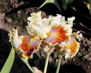 ���� VARIEGATED WONDER