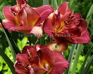 �������� ALABAMA SLAMMER