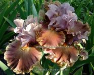 ���� ANCIENT SECRETS