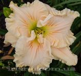 ��������  " ANGELIC GRACE "