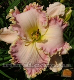 �������� AUDREY McNEAL