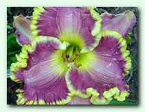 Alexa Kathryn (������ ������)