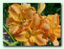 Alexandra (����������)