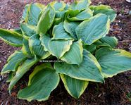 Hosta "All Aflutter"