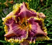 ��������  " All in Favor " 