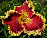 ��������  "ALL THE RAVE" 