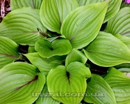 Hosta 'Almost'
