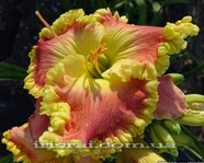 ��������  " ALMOST MAGIC "