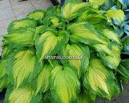 Hosta 'Amalia'