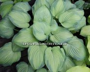 Hosta Ambrosia