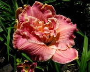 America the Beautiful (�������� �� ��������)