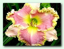 Anne Mcwilliams (���� ����������)