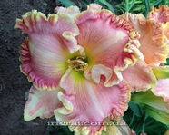 �������� APRIL LAQUINTA