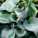 Hosta Aquamarine