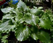 Hosta "Armani"