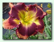 Autumn Concerto (���� ��������)