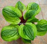 Hosta "Avocado Toast"