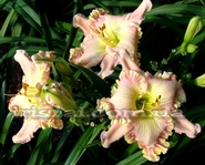 �������� BANGLES AND BOWS