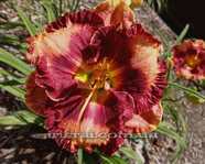 ��������  " BARBARA BURKHART "