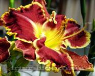 �������� BEACH BALL