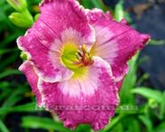 �������� BEAUTY OF THE KING