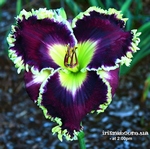 ��������  " BLACK TO THE FUTURE "