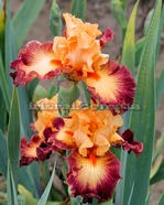 ���� BORDER SKIRMISH