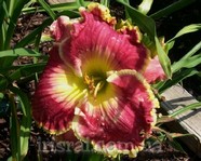 �������� BORN TO RUN