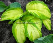 Hosta "Big Performer"