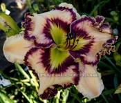 �������� "BRIDGE OF SIGHS"