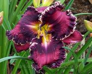 ��������  "BRIGHT IN THE NIGHT"