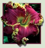 ��������  "BULGARI"