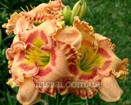 �������� BAJA CALIFORNIA