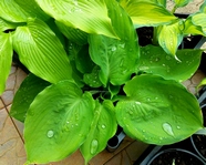 Hosta "Bamse"