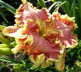 �������� Barbara Barnes