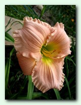 Barbara Mitchell (������� �������)