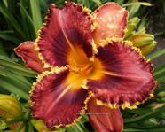 Barracuda Bay (�������� ���)