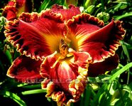 �������� Becky Kilko Memorial