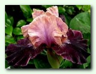 Bedevil (������)