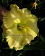 Ben Adams (��� �����)