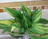  Hosta  "Best in Town"