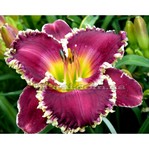 ��������  Bettylen