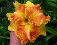 �������� Beyond Riches