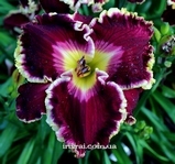 ��������  " BIG 8 "