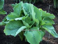 Hosta 'Big Bubba'