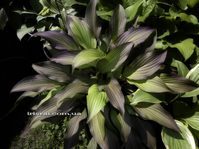 Hosta 'Bloodline'