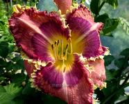 �������� Blue-Eyed Dragon