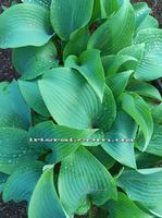 Hosta ''Blushing Blue''