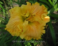 �������� BONNIE HOLLEY